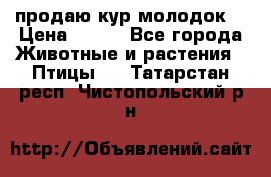 продаю кур молодок. › Цена ­ 320 - Все города Животные и растения » Птицы   . Татарстан респ.,Чистопольский р-н